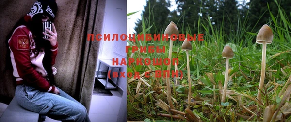 PSILOCYBIN Кодинск